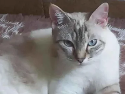 Gato raça Siamês idade 2 a 6 meses nome Amora 