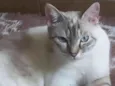 Amora