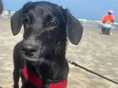 Cachorro raça SRD-ViraLata idade 2 a 6 meses nome ESTRELA 