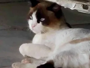 Gato raça Siamês idade 5 anos nome Nina