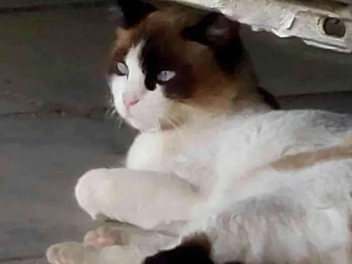 Gato ra a Siamês idade 5 anos nome Nina