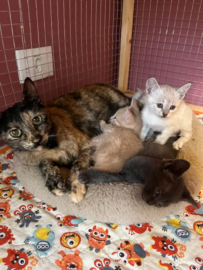 Gato ra a SRD-ViraLata idade 7 a 11 meses nome Corina
