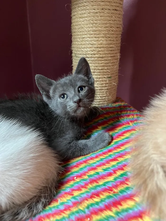 Gato ra a SRD-ViraLata idade Abaixo de 2 meses nome Cecilio