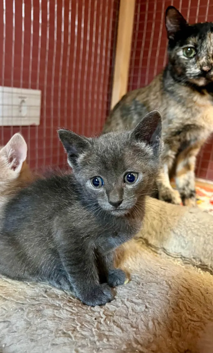 Gato ra a SRD-ViraLata idade Abaixo de 2 meses nome Cecilio