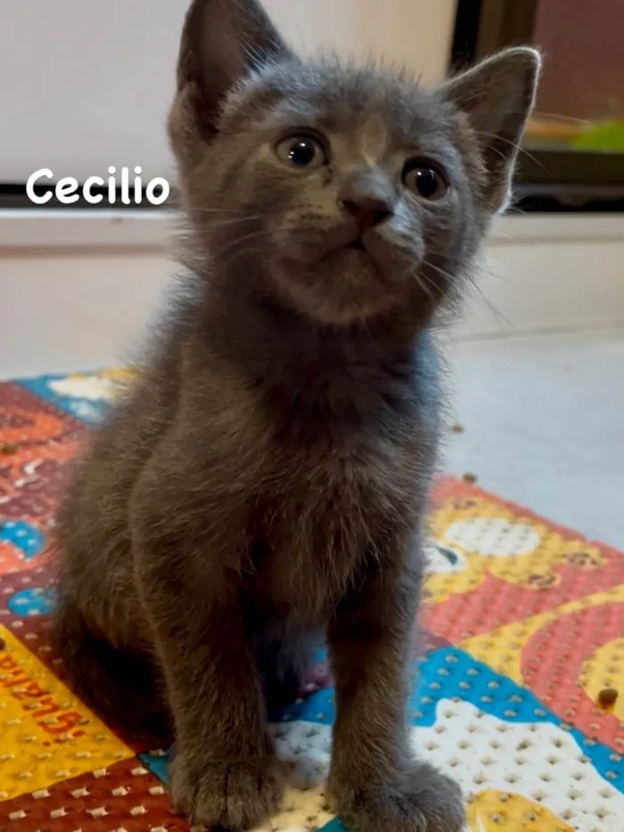 Gato ra a SRD-ViraLata idade Abaixo de 2 meses nome Cecilio