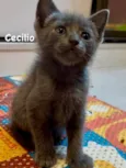Cecilio