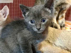 Gato raça SRD-ViraLata idade Abaixo de 2 meses nome Cecilio