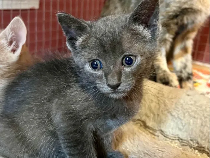 Gato ra a SRD-ViraLata idade Abaixo de 2 meses nome Cecilio
