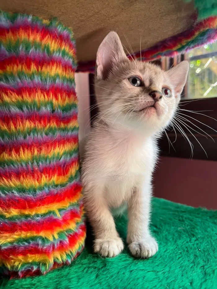 Gato ra a SRD-ViraLata idade Abaixo de 2 meses nome Heleno
