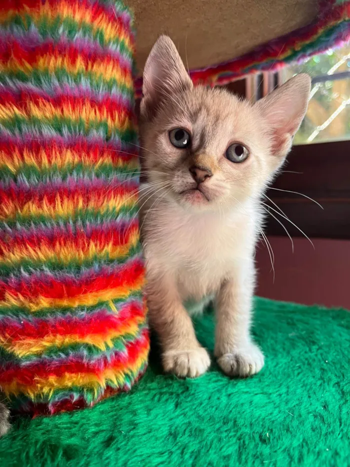 Gato ra a SRD-ViraLata idade Abaixo de 2 meses nome Heleno