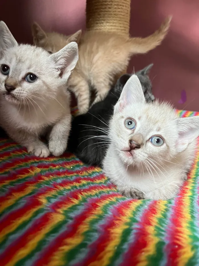 Gato ra a SRD-ViraLata idade Abaixo de 2 meses nome Heleno