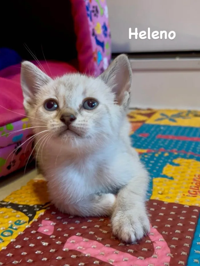 Gato ra a SRD-ViraLata idade Abaixo de 2 meses nome Heleno