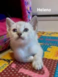Heleno