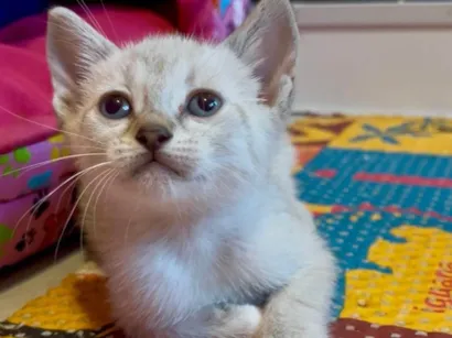 Gato raça SRD-ViraLata idade Abaixo de 2 meses nome Heleno