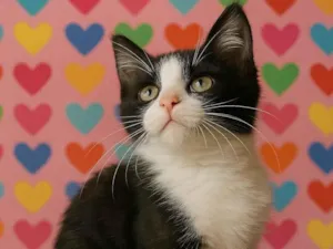 Gato raça SRD-ViraLata idade 2 a 6 meses nome Monica e Angelina