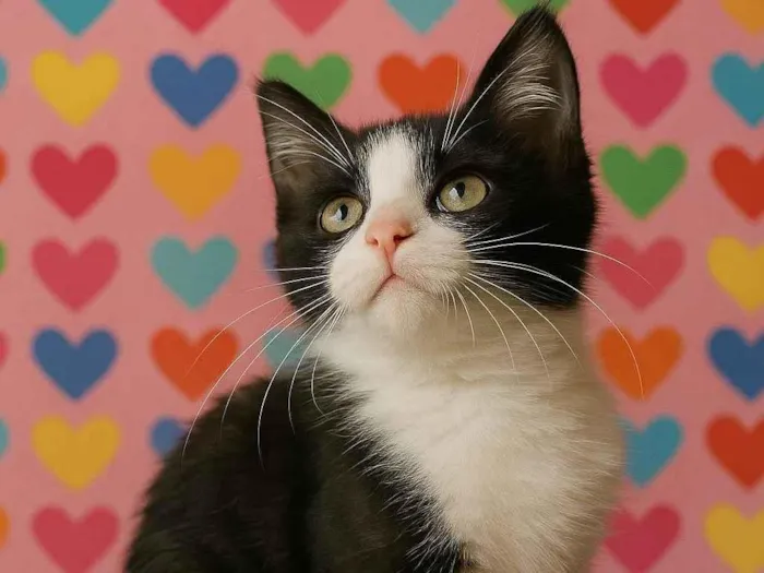 Gato ra a SRD-ViraLata idade 2 a 6 meses nome Monica e Angelina