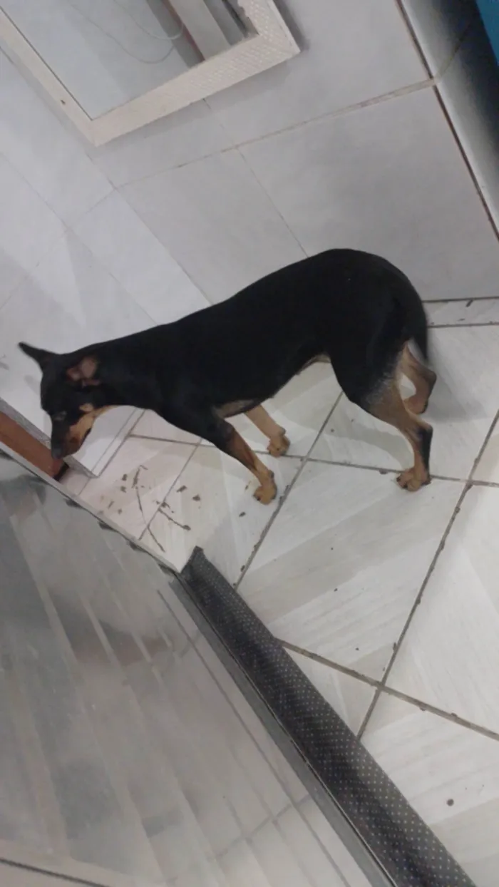 Cachorro ra a SRD-ViraLata idade 1 ano nome Bela