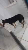Bela