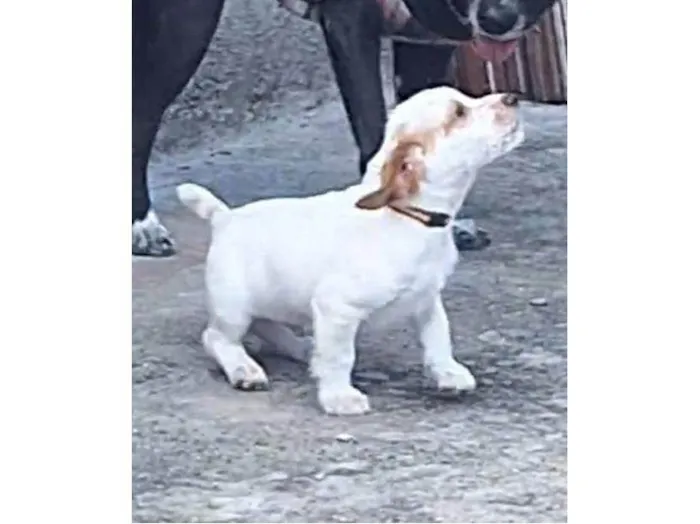 Cachorro ra a SRD-ViraLata idade 2 a 6 meses nome Polar