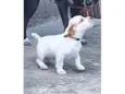 Polar