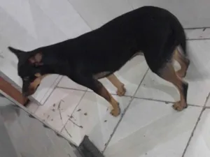 Cachorro raça SRD-ViraLata idade 1 ano nome Bela