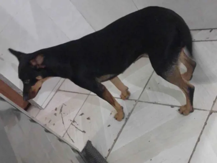 Cachorro ra a SRD-ViraLata idade 1 ano nome Bela