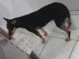 Bela