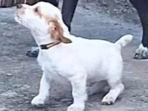 Cachorro raça SRD-ViraLata idade 2 a 6 meses nome Polar