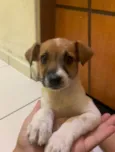 Lila
