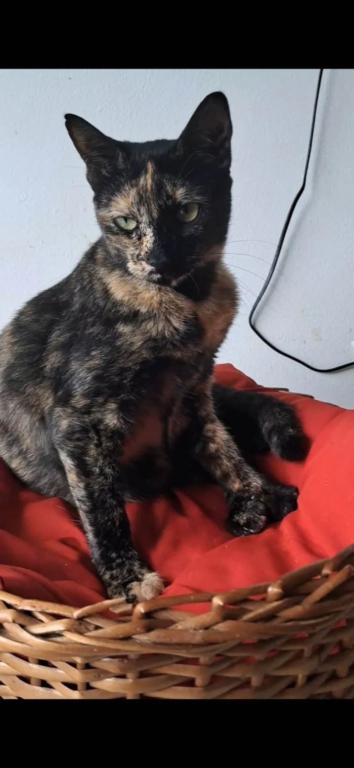 Gato ra a SRD-ViraLata idade 2 anos nome RAQUEL