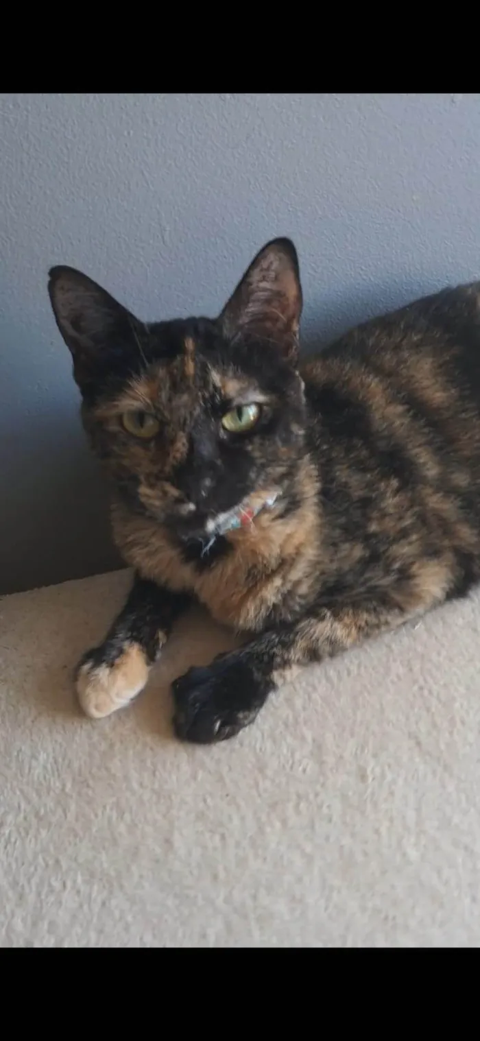 Gato ra a SRD-ViraLata idade 2 anos nome RAQUEL
