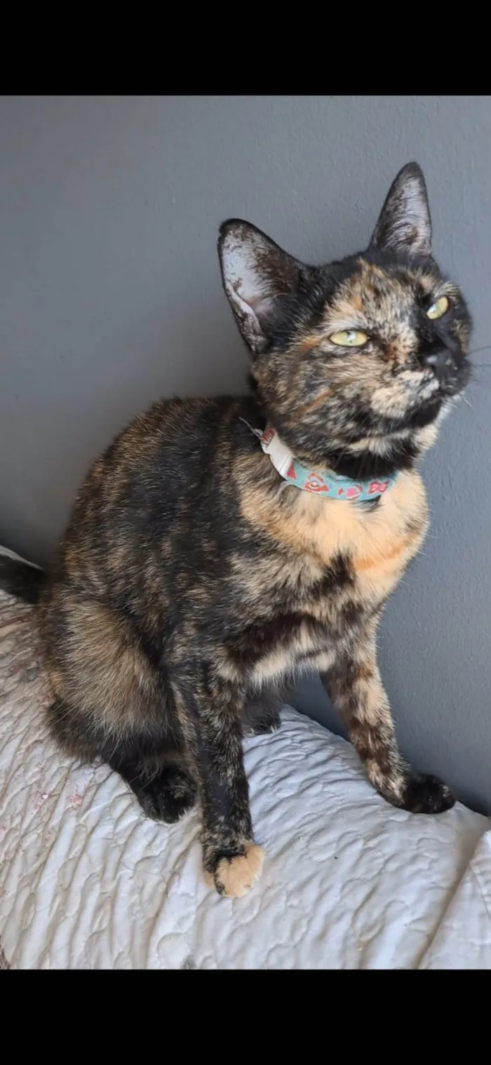 Gato ra a SRD-ViraLata idade 2 anos nome RAQUEL