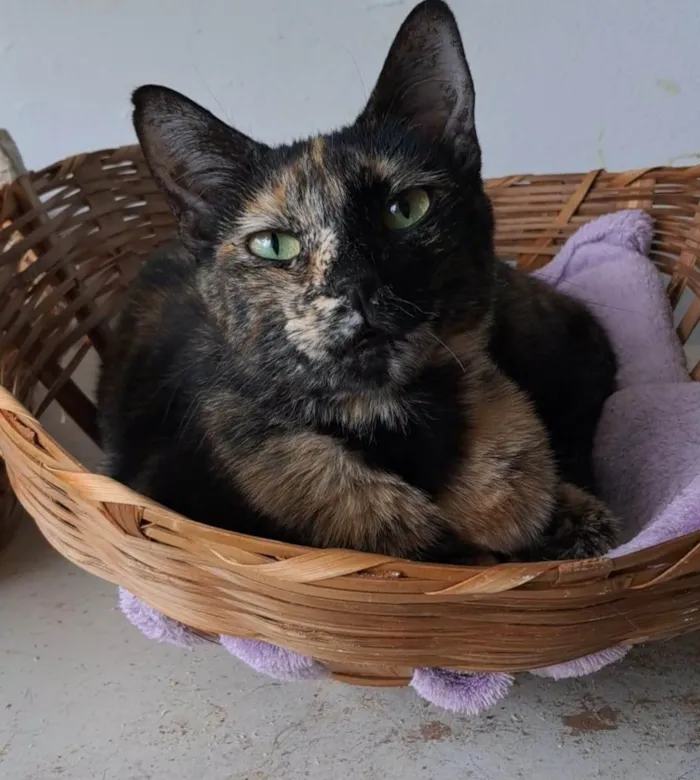 Gato ra a SRD-ViraLata idade 2 anos nome RAQUEL