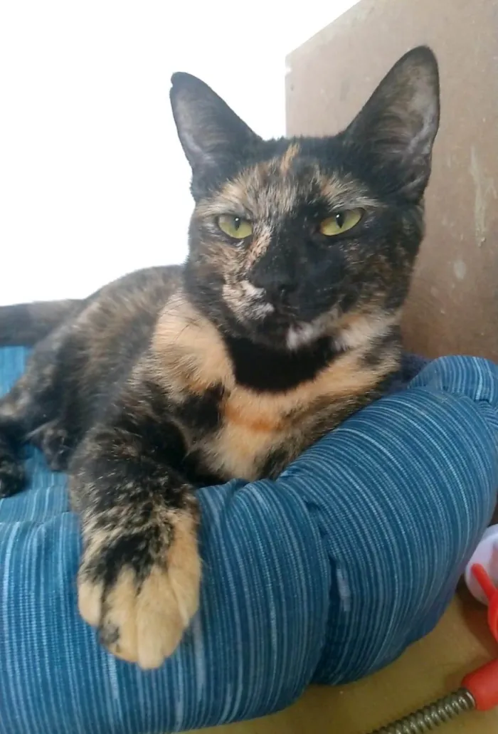Gato ra a SRD-ViraLata idade 2 anos nome RAQUEL