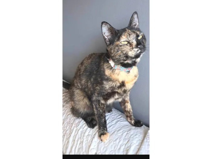 Gato ra a SRD-ViraLata idade 2 anos nome RAQUEL