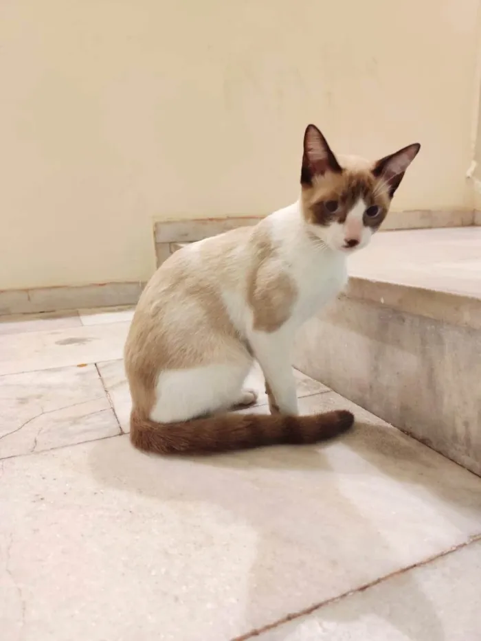 Gato ra a SRD-ViraLata idade 2 a 6 meses nome ANTÔNIO 
