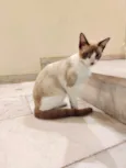 ANTÔNIO