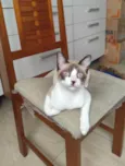 ANTÔNIO