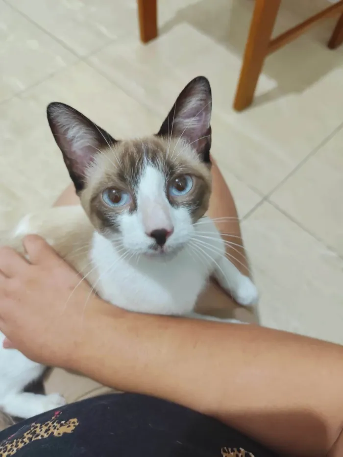 Gato ra a SRD-ViraLata idade 2 a 6 meses nome ANTÔNIO 