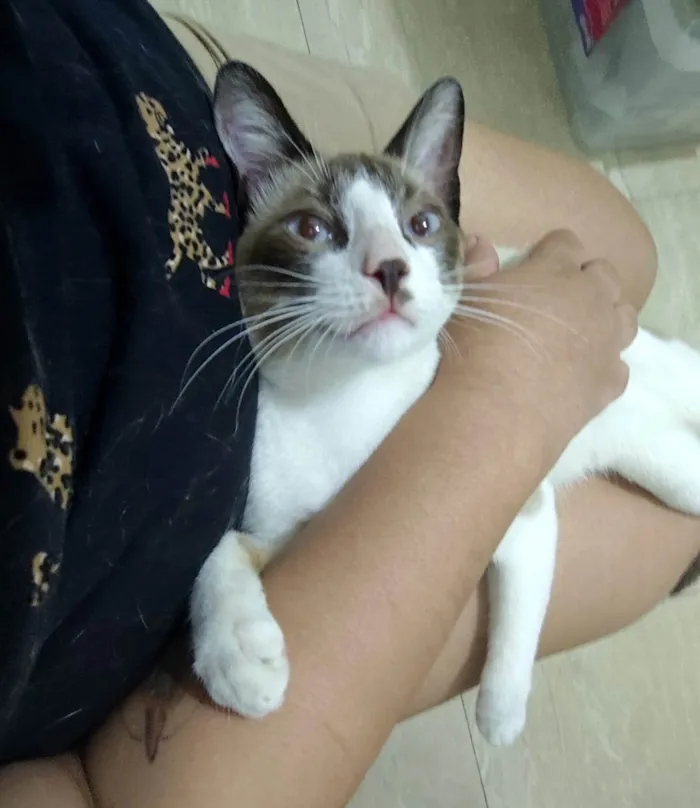 Gato ra a SRD-ViraLata idade 2 a 6 meses nome ANTÔNIO 