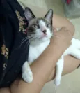 ANTÔNIO