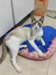 ANTÔNIO