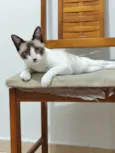ANTÔNIO