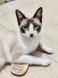 ANTÔNIO