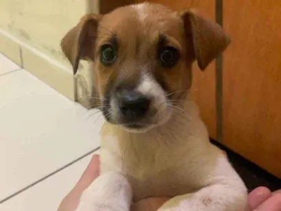 Cachorro raça SRD-ViraLata idade 2 a 6 meses nome Lila 