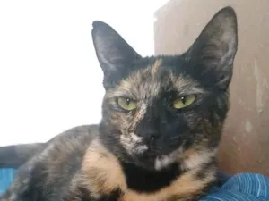 Gato raça SRD-ViraLata idade 2 anos nome RAQUEL