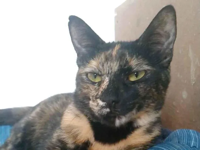 Gato ra a SRD-ViraLata idade 2 anos nome RAQUEL