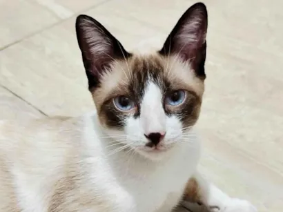 Gato raça SRD-ViraLata idade 2 a 6 meses nome ANTÔNIO 