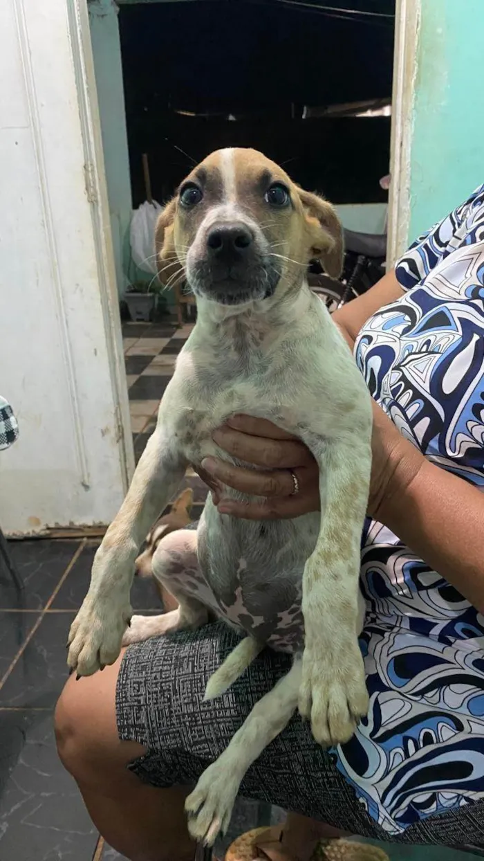 Cachorro ra a SRD-ViraLata idade 2 a 6 meses nome Zara