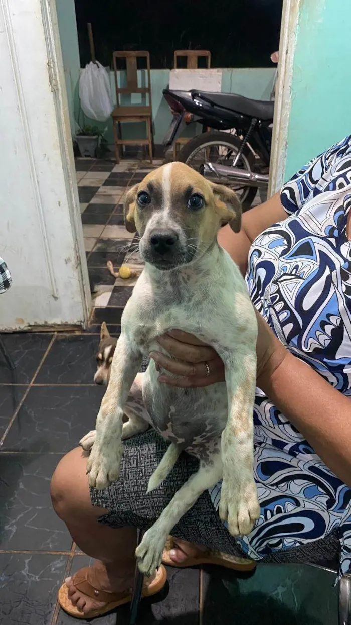 Cachorro ra a SRD-ViraLata idade 2 a 6 meses nome Zara